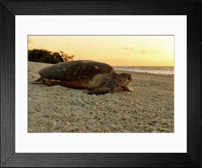 Framed Print : Lady Musgrave Island Turtle Framed Print : Lady Musgrave Island Turtle