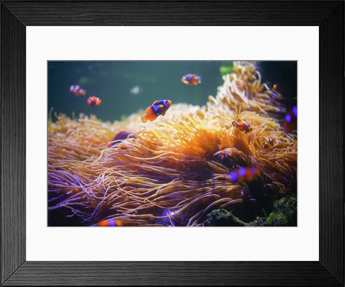Framed Print : Clownfish, Anemonefish, Wonderful and beautiful underwater world with corals and tropical fish Framed Print : Clownfish, Anemonefish, Wonderful and beautiful underwater world with corals and tropical fish