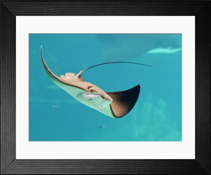 Framed Print : Stingray Framed Print : Stingray