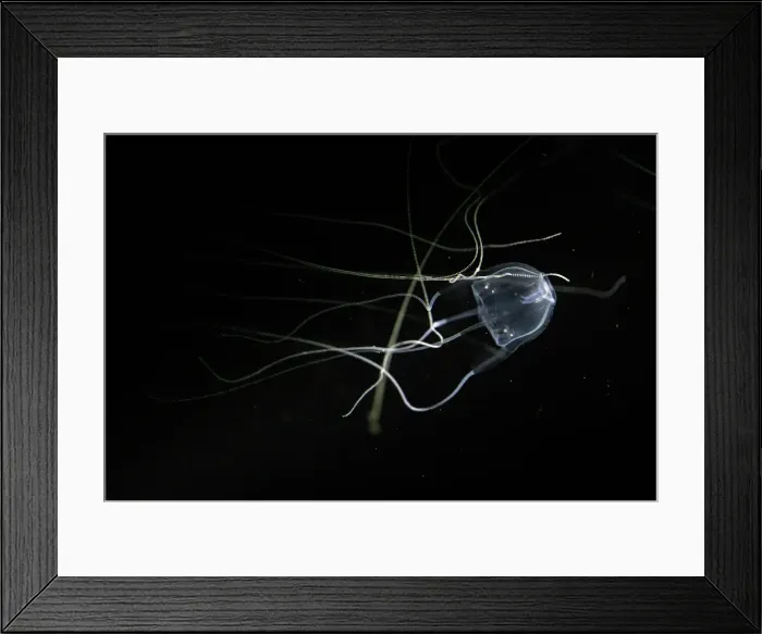 Framed Print : Australian Box Jellyfish Framed Print : Australian Box Jellyfish