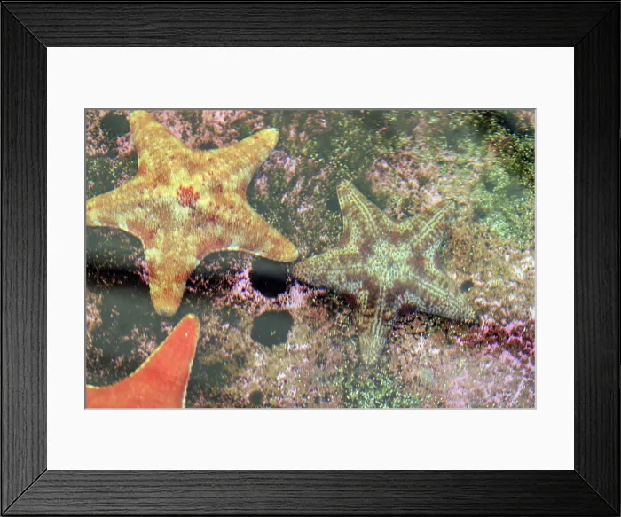Framed Print : Close-up of a Starfish on a coral reef Framed Print : Close-up of a Starfish on a coral reef