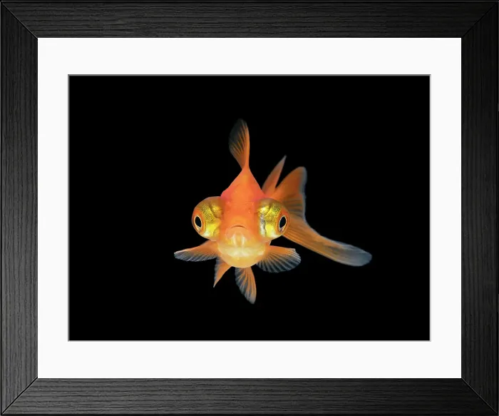 Framed Print : Front on Goldfish with black background Framed Print : Front on Goldfish with black background