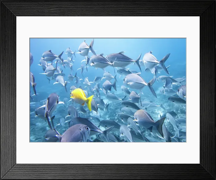 Framed Print : One Yellow Fish in Sea of Blue Fish Framed Print : One Yellow Fish in Sea of Blue Fish