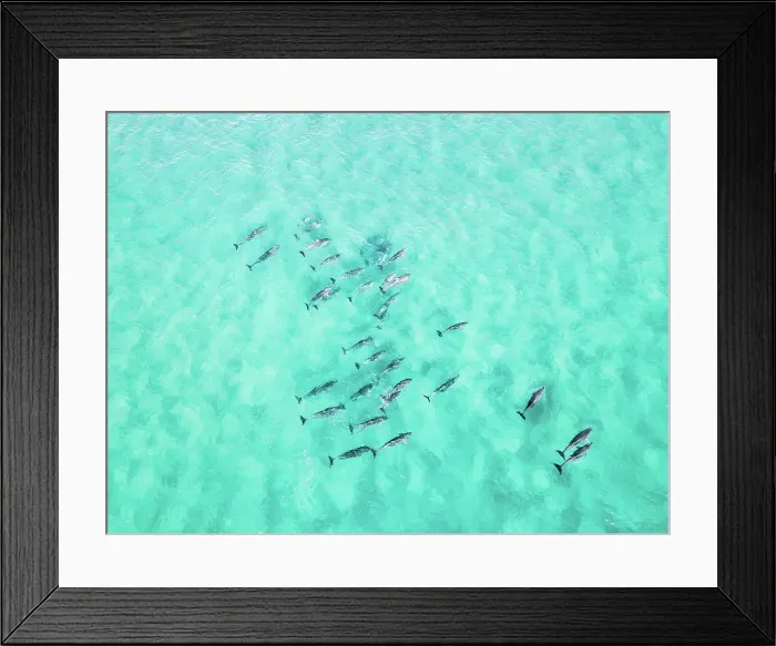 Framed Print : Dolphin Squad