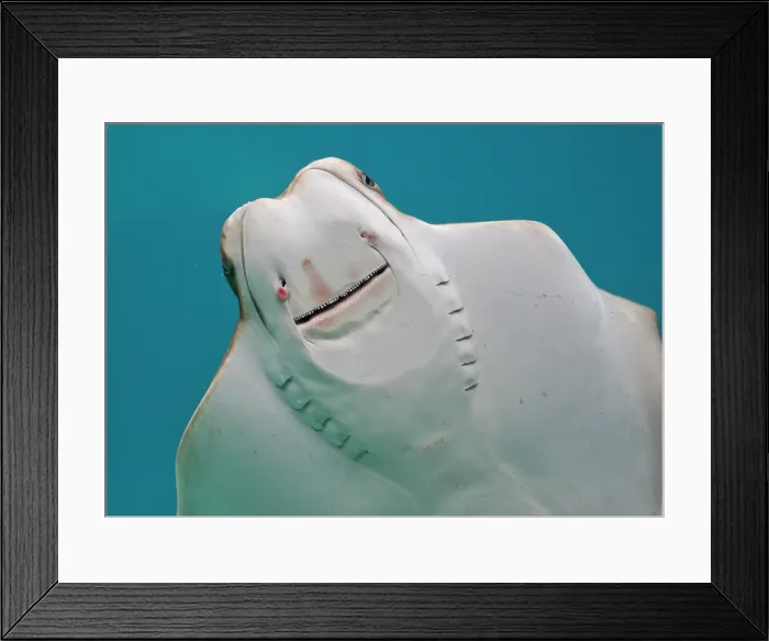 Framed Print : Smile. Stingray Smile