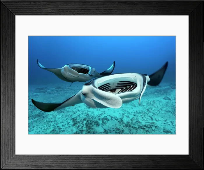 Framed Print : Two Reef manta rays (Mobula alfredi) swims with open mouth over sandy bottom, from the front, Great Barrier Reef, Coral Sea, Pacific Ocean Framed Print : Two Reef manta rays (Mobula alfredi) swims with open mouth over sandy bottom, from the front, Great Barrier Reef, Coral Sea, Pacific Ocean