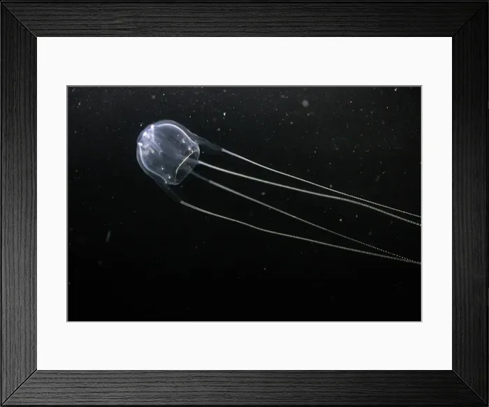 Framed Print : Australian Box Jellyfish