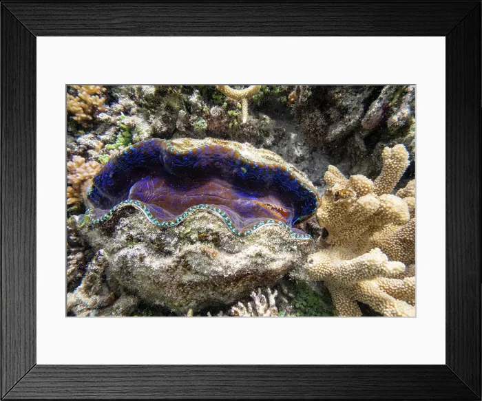 Framed Print : Giant Clam with Coral under the water