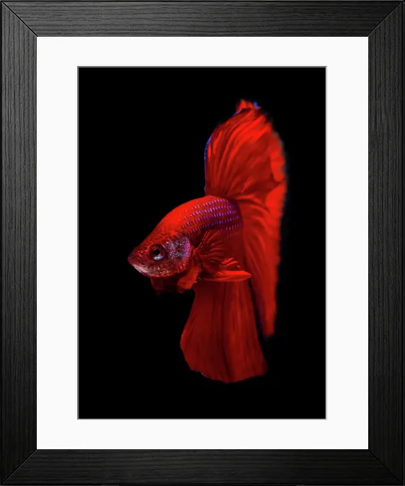 Framed Print : Red Siamese Fighting Fish