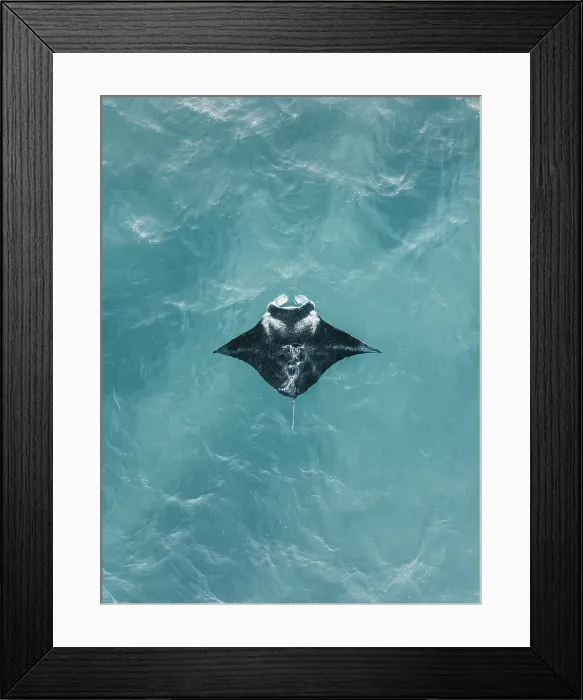 Framed Print : Drone perspective showing a manta ray swimming in the Indian Ocean, Exmouth, Western Australia, Australia Framed Print : Drone perspective showing a manta ray swimming in the Indian Ocean, Exmouth, Western Australia, Australia