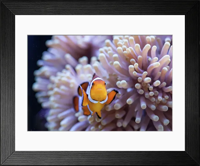 Framed Print : Orange and white clownfish hiding in the tentacles of a sea anemone