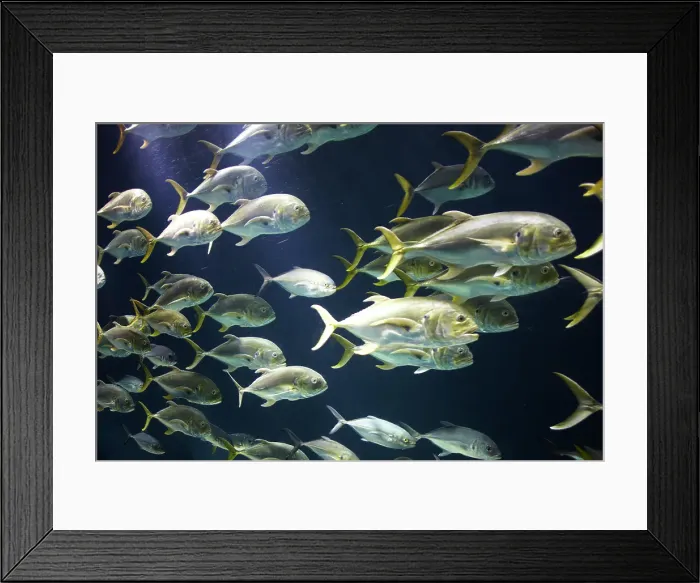 Framed Print : school of dolphin fish swim in ocean