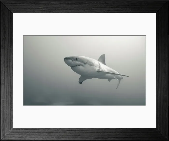 Framed Print : Great White Shark Underwater Framed Print : Great White Shark Underwater