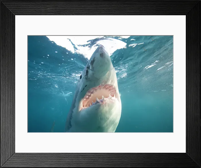 Framed Print : Great White Shark Mouth Open Framed Print : Great White Shark Mouth Open