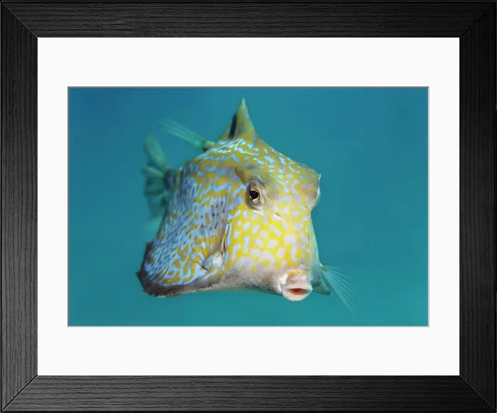 Framed Print : Humpback turretfish (Tetrosomus gibbosus), Great Barrier Reef, Pacific Framed Print : Humpback turretfish (Tetrosomus gibbosus), Great Barrier Reef, Pacific