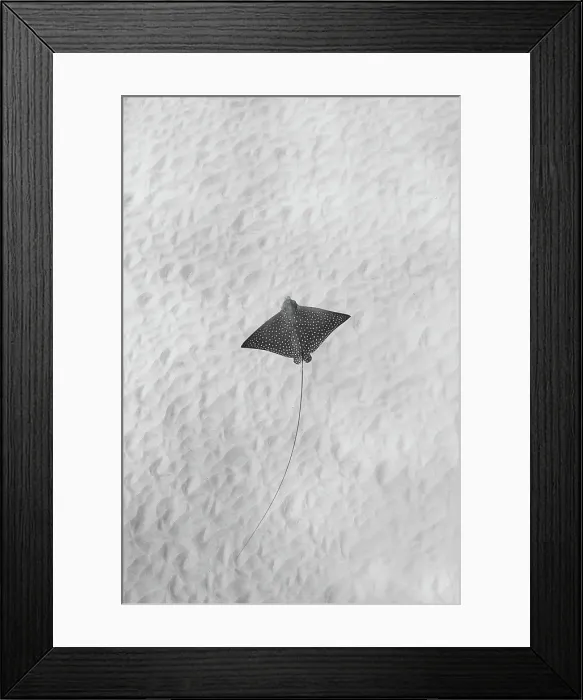 Framed Print : Underwater Landscape Framed Print : Underwater Landscape