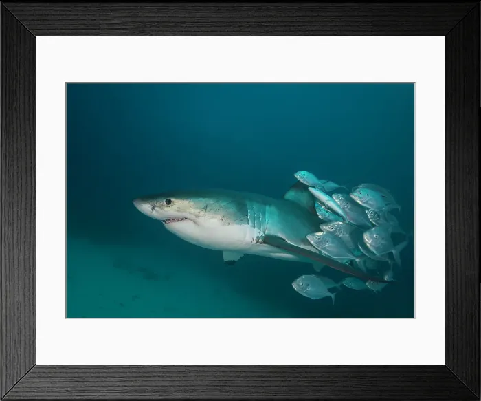 Framed Print : Female great white shark swimming with a school of trevally jacks surrounding it's tail, North Neptune Islands, South Australia