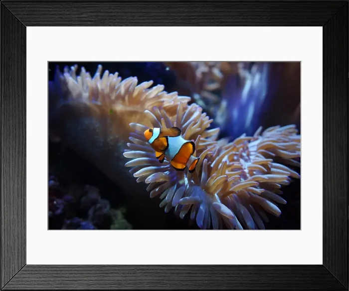 Framed Print : Clown fish Framed Print : Clown fish