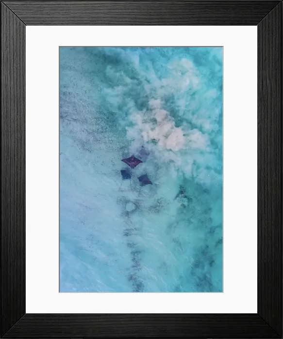 Framed Print : Group of Sting Rays - Top Down View