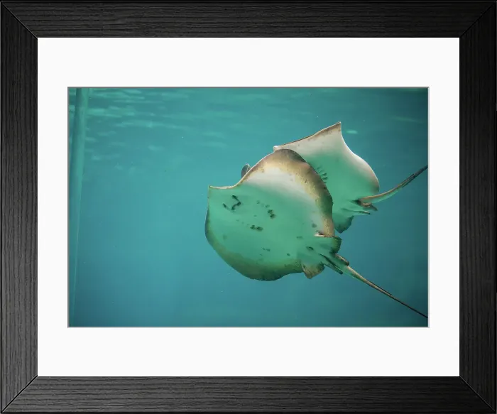Framed Print : Rajidae. Marine Wonderland Framed Print : Rajidae. Marine Wonderland