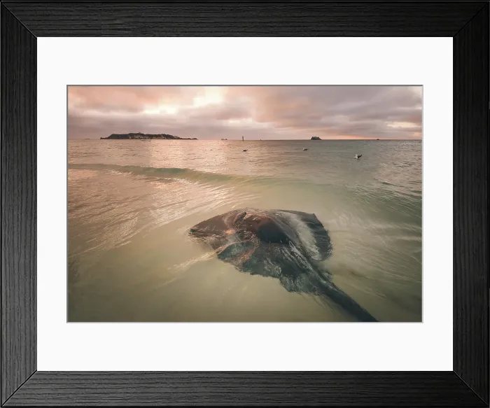 Framed Print : Hamelin Bay Sting Ray Sunset Framed Print : Hamelin Bay Sting Ray Sunset