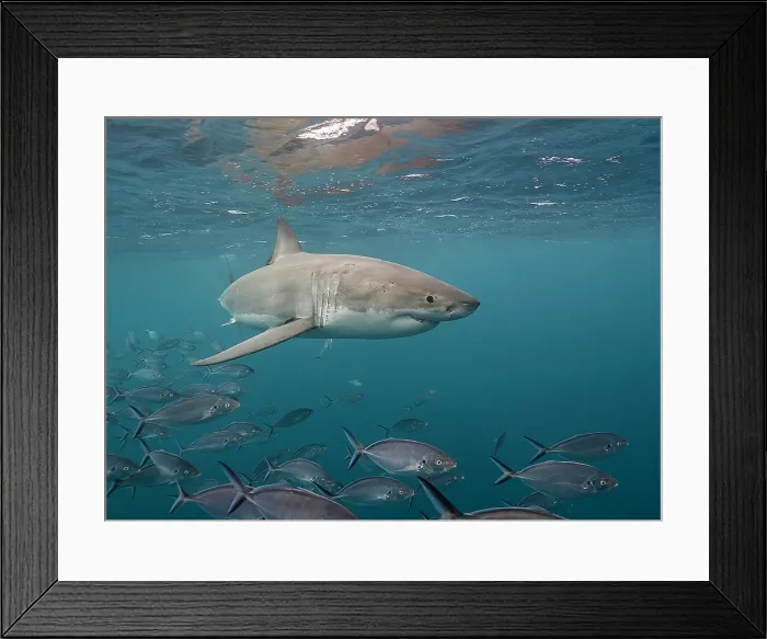 Framed Print : Great white shark swimming just under the surface amongst a school of trevally jacks, Neptune Islands, South Australia Framed Print : Great white shark swimming just under the surface amongst a school of trevally jacks, Neptune Islands, South Australia