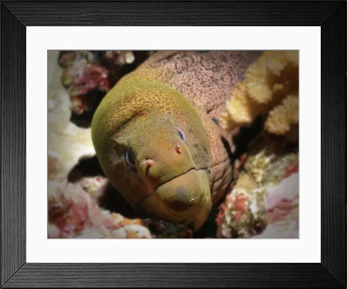 Framed Print : Moray Eel close up and personal with nostrils out Framed Print : Moray Eel close up and personal with nostrils out