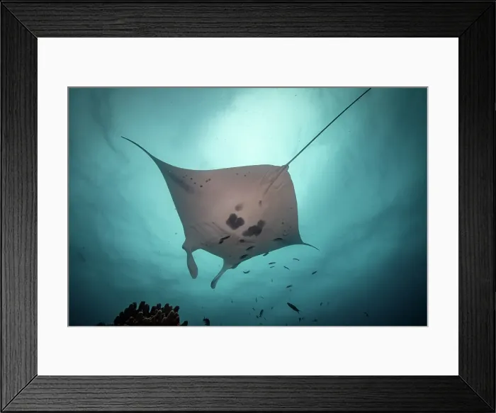 Framed Print : Great Barrier Reef Underwater Landscapes and Wildlife Framed Print : Great Barrier Reef Underwater Landscapes and Wildlife