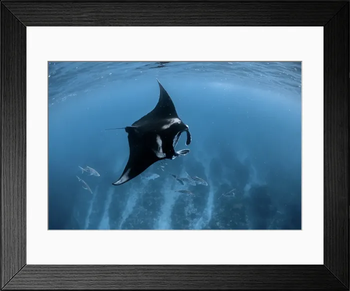Framed Print : Reef manta ray