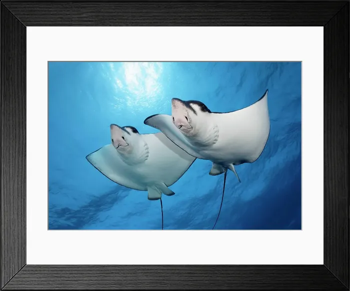 Framed Print : Two Spotted eagle rays (Aetobatus narinari) swimming against the light, Great Barrier Reef, Unesco World Natural Heritage, Pacific