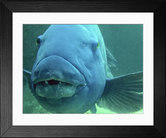 Framed Print : Blue groper Framed Print : Blue groper