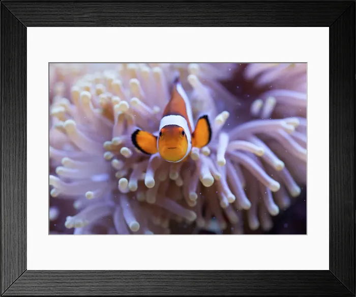 Framed Print : Orange and white clownfish hiding in the tentacles of a sea anemone Framed Print : Orange and white clownfish hiding in the tentacles of a sea anemone