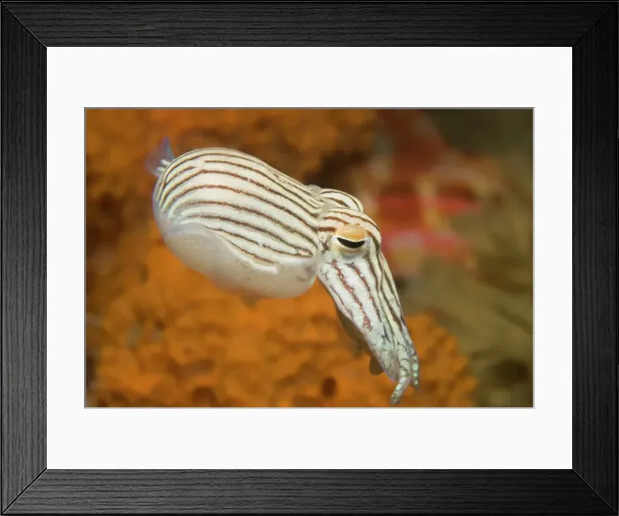 Framed Print : Striped Pyjama squid swimming Framed Print : Striped Pyjama squid swimming