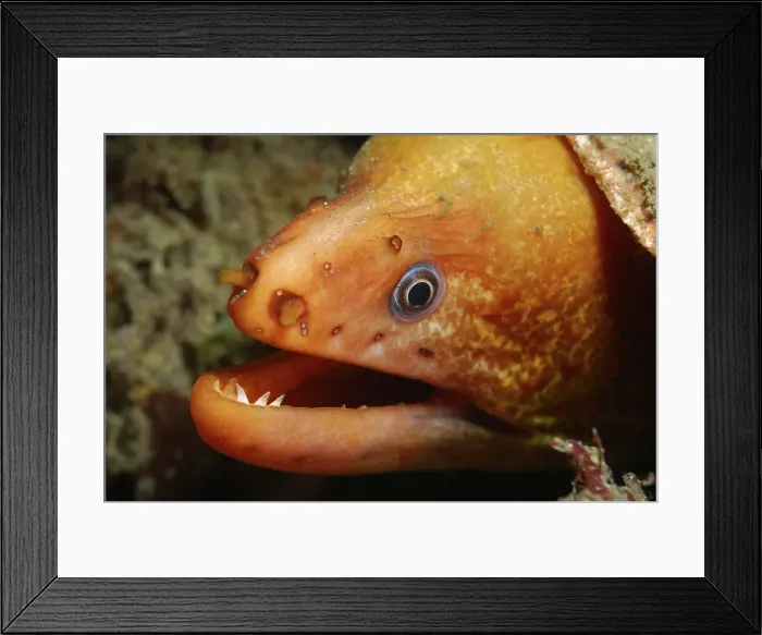 Framed Print : Moray Eel. A curious moray eel Framed Print : Moray Eel. A curious moray eel