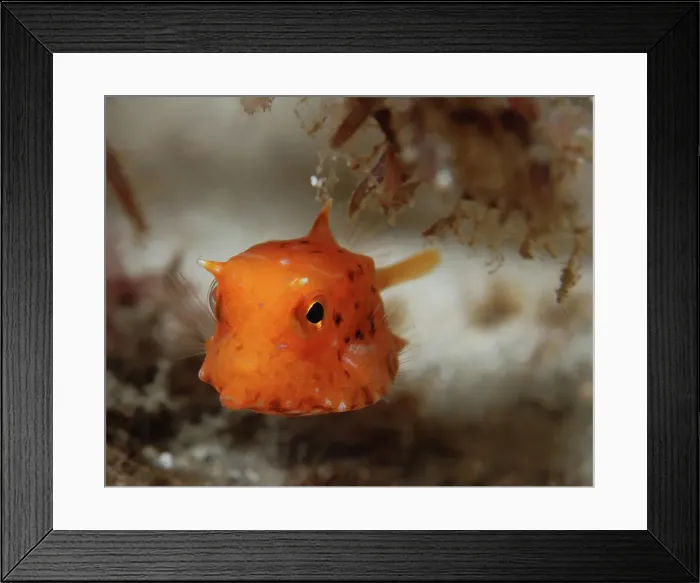 Framed Print : Juvenile orange cowfish Framed Print : Juvenile orange cowfish