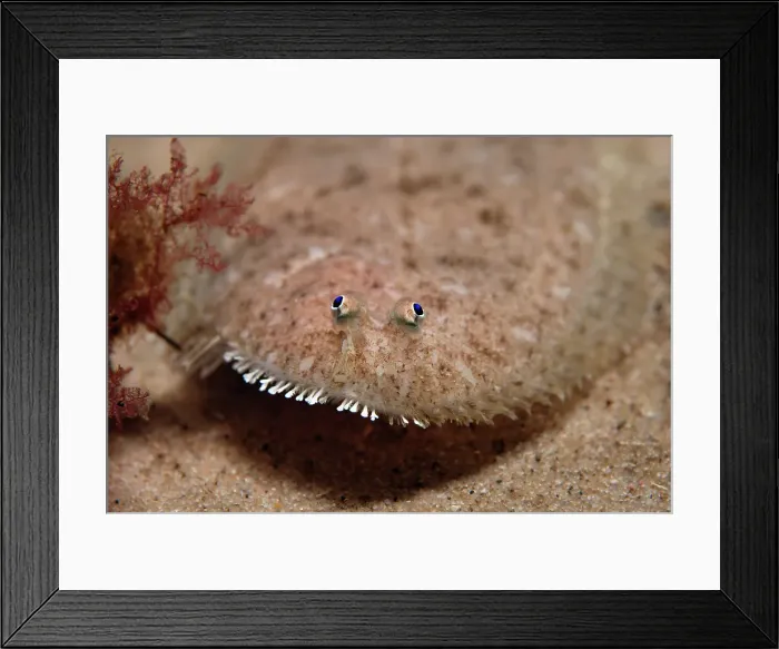 Framed Print : Gotta have Sole Framed Print : Gotta have Sole