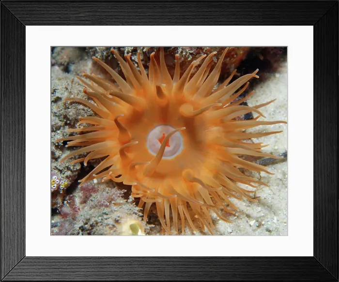 Framed Print : Sun Anemone