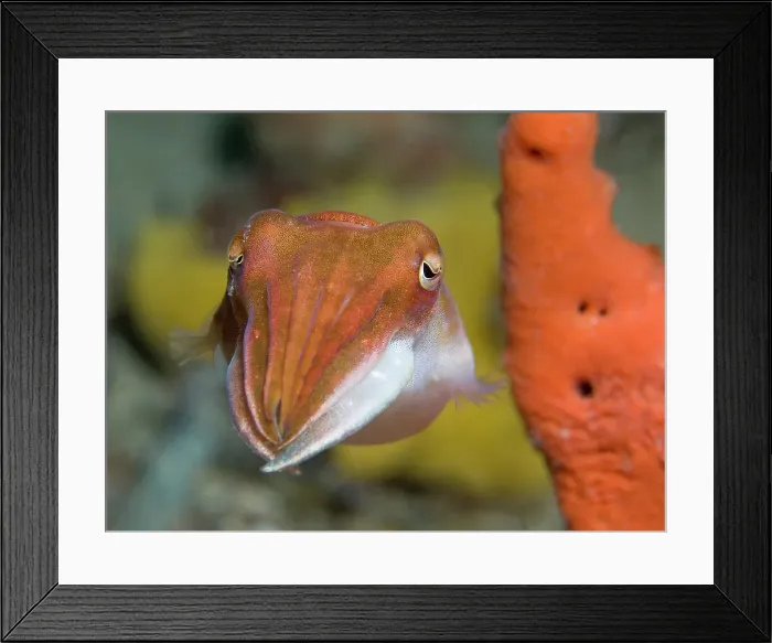 Framed Print : Floating Cuttlefish Framed Print : Floating Cuttlefish