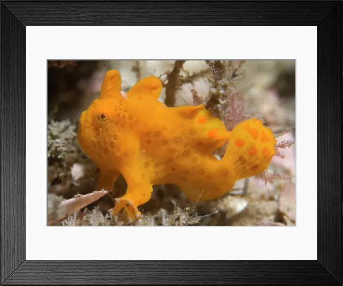 Framed Print : Painted Angler Fish