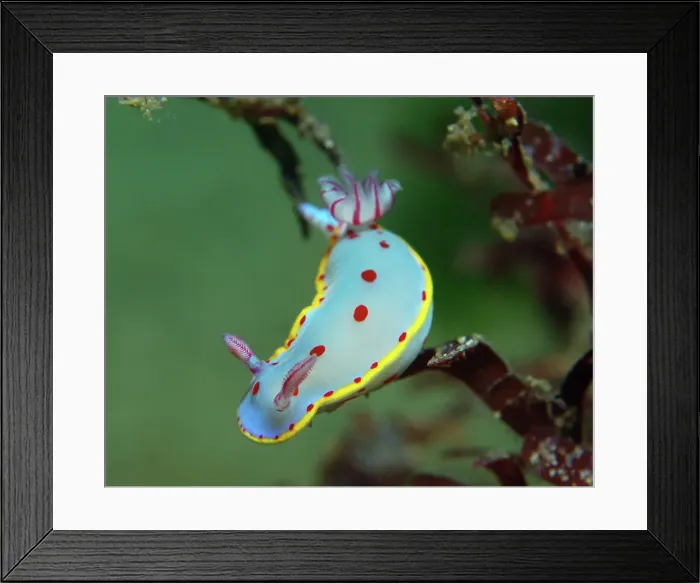 Framed Print : A colorful marine slug Framed Print : A colorful marine slug