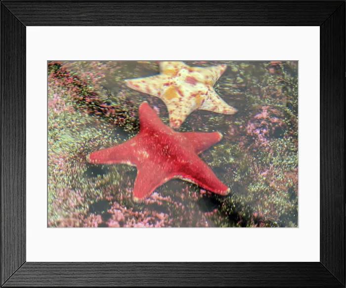 Framed Print : Close-up of a Starfish on a coral reef Framed Print : Close-up of a Starfish on a coral reef
