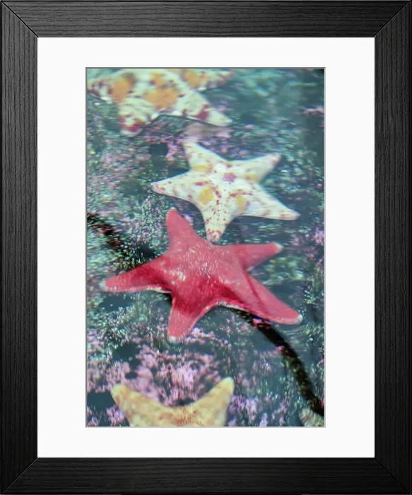 Framed Print : Close-up of a Starfish on a coral reef Framed Print : Close-up of a Starfish on a coral reef