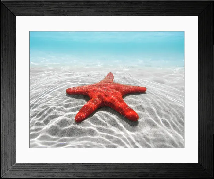 Framed Print : Red starfish underwater. Spencer Gulf. South Australia Framed Print : Red starfish underwater. Spencer Gulf. South Australia