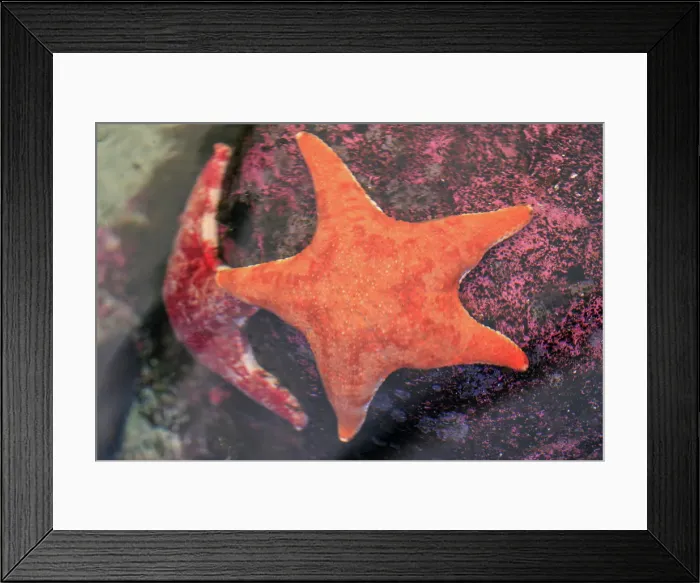 Framed Print : Close-up of a Starfish on a coral reef Framed Print : Close-up of a Starfish on a coral reef
