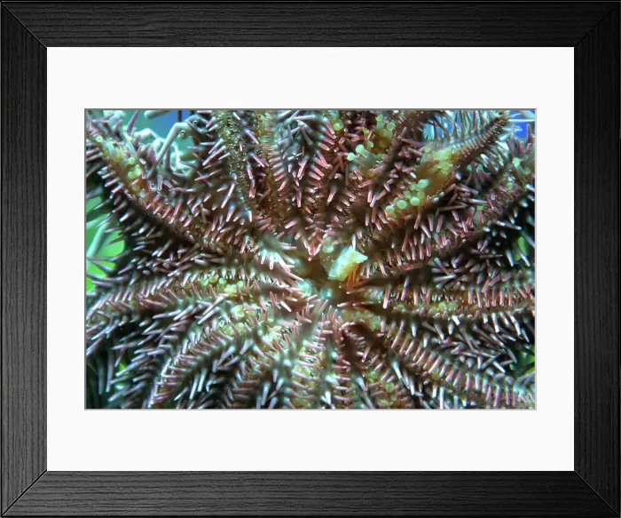 Framed Print : Crown of thorns sea star