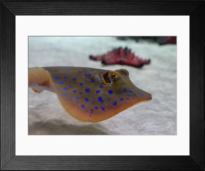 Framed Print : Horned sea star and blue spotted ray Framed Print : Horned sea star and blue spotted ray
