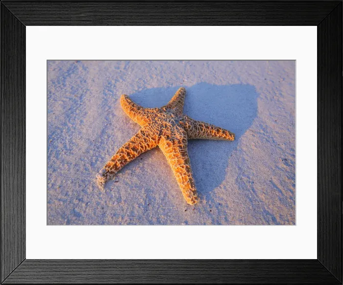 Framed Print : Starfish on the beach Framed Print : Starfish on the beach