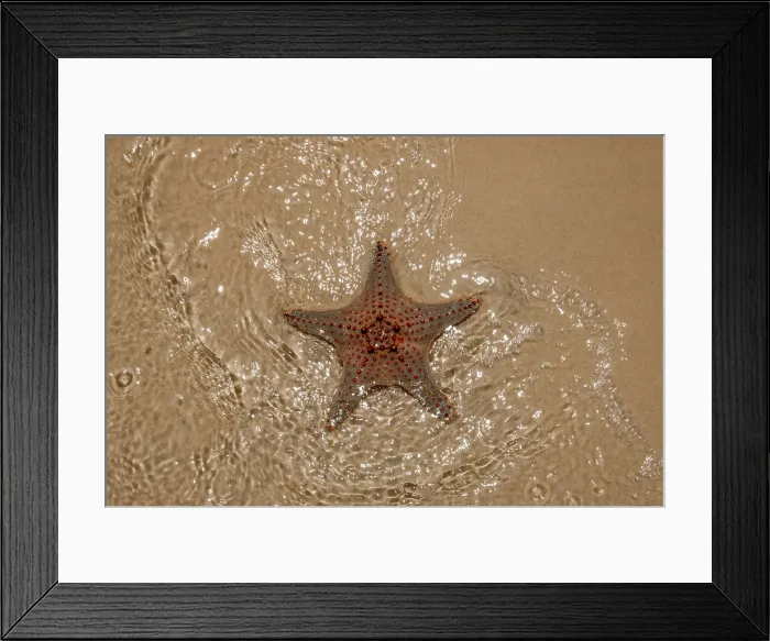 Framed Print : Starfish on the beach Framed Print : Starfish on the beach