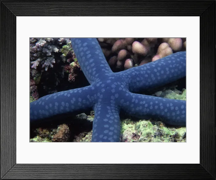 Framed Print : animal, aquarium, australia, blue Framed Print : animal, aquarium, australia, blue