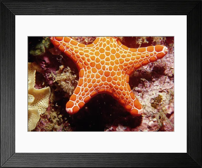 Framed Print : Merimbula, New South Wales, Australia